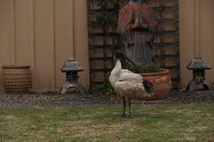 BLACK-HEADED-IBIS (6)